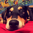 floyd